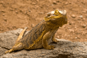 how to lower humidity in bearded dragon tank 1