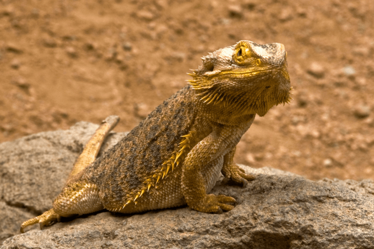 Image showcasing Bearded Dragon Humidity: Lower & Maintain Levels