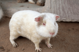 maggots in guinea pig cage 1