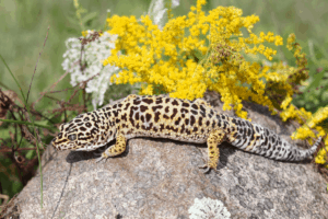 what do you need for a leopard gecko