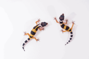 when is leopard gecko breeding season 1