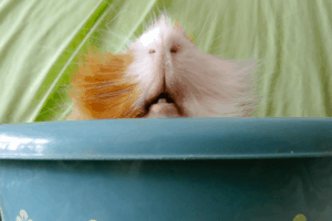 why does my guinea pig bite me 1