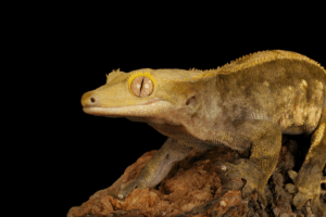 crested gecko mbd 1