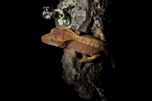 crested gecko night light 1