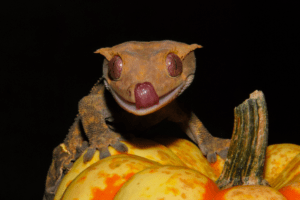 crested gecko scream 1