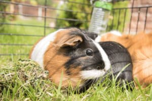 what can guinea pigs eat 1