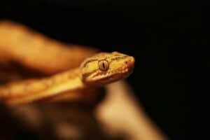 what snakes have live babies 1