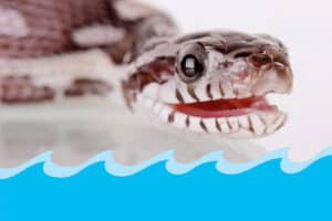 can corn snakes swim