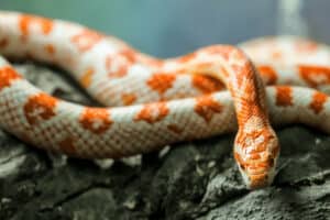 do corn snakes need a heat lamp 1