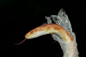 how often do corn snakes shed