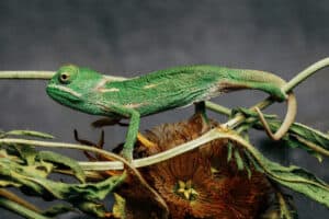 how to take care of a baby chameleon 1