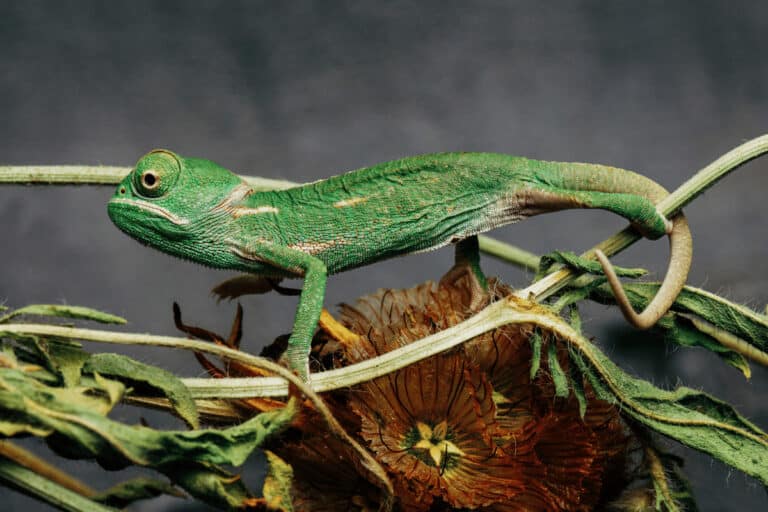 Photo inspiration: Chameleons For Beginners Care Reference: Caring For Baby Chameleons Tips You Must Know Read First
