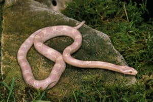 albino corn snake care