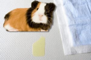 can you use puppy pads for guinea pigs
