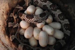 corn snake breeding