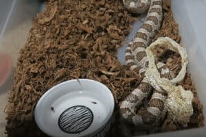 Picture of How to Breed Corn Snakes and Make Babies! (Guide)