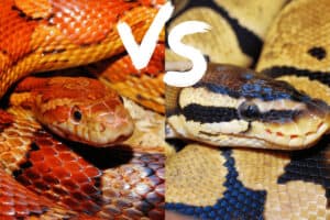 corn snake vs ball python 1