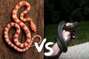 corn snake vs king snake