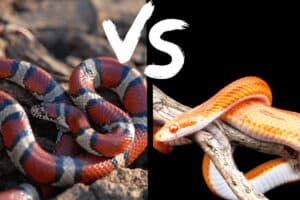 corn snake vs milk snake