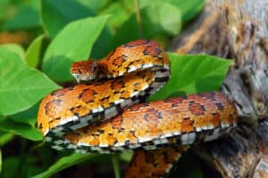 do corn snakes have teeth or fangs