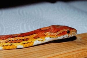 how often do corn snakes poop