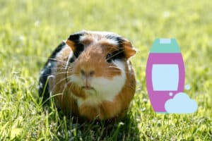 can i bathe my guinea pig with baby shampoo