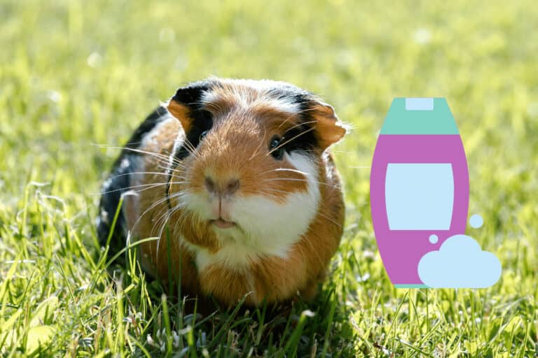 Can You Bathe Guinea Pigs with Baby Shampoo?