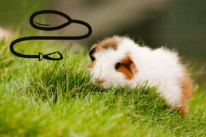 can i take my guinea pig on a walk