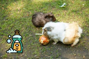 can i wash my guinea pig with dawn