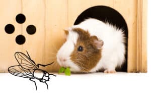 can guinea pigs cause gnats