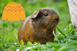 can guinea pigs wear sweaters