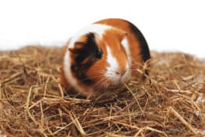 can you change guinea pig hay