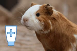 can you use sudocrem on guinea pigs