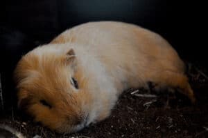 do guinea pig have nightmares
