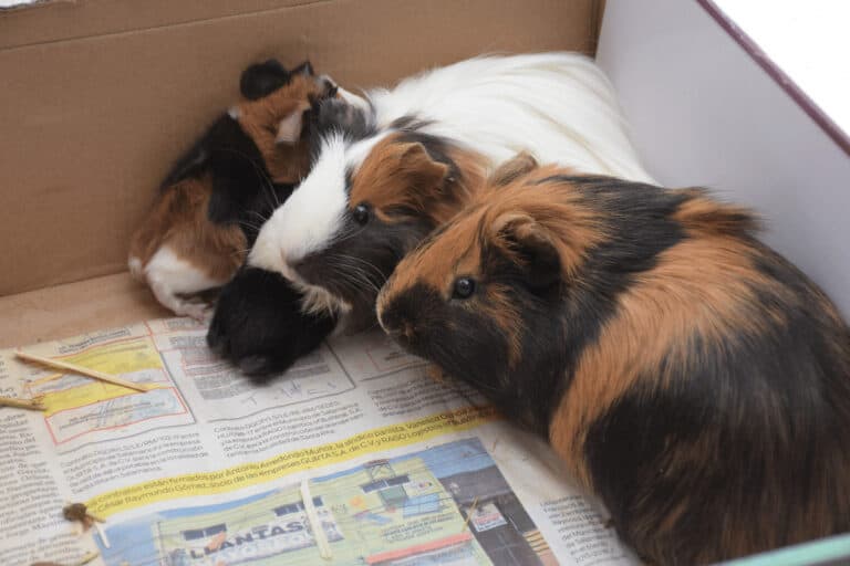 Curated visual reference: Fresh Look at How To Help Your Guinea Pig Gain Weight Safely