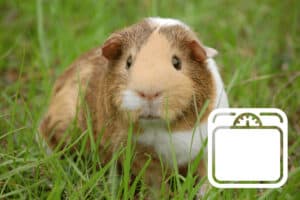how can i help my guinea pig lose weight