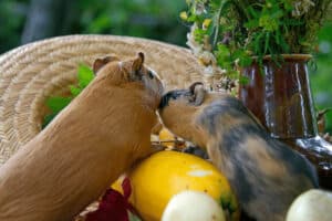 will my guinea pig remember me