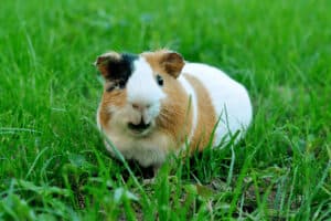 can a guinea pig die from a broken leg