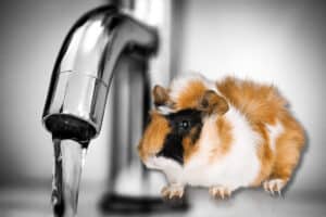 can guinea pigs drink tap water