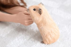 can you sleep with your guinea pig