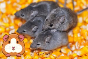 do mice kill guinea pig