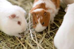 guinea pig ears are red