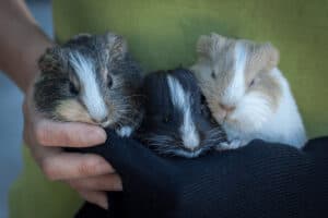 how old guinea pig leave mother