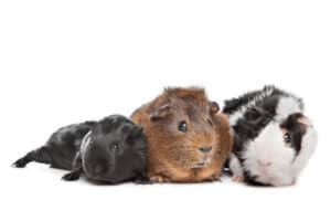is it ok to have 3 guinea pigs