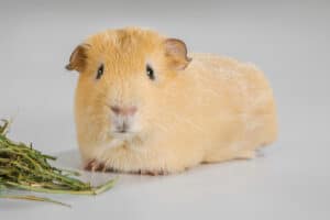 what can replace hay for guinea pigs