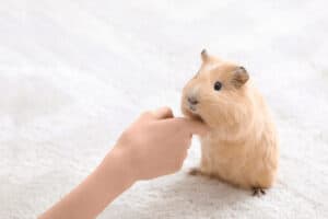 when guinea pigs nibble your fingers