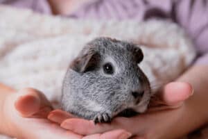 where do guinea pigs like to be scratched