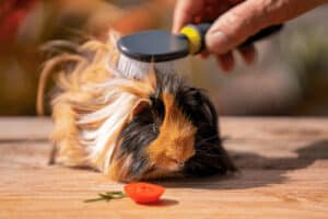 where do guinea pigs like to be tickled