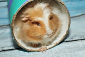 why does my guinea pig vibrate
