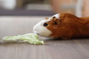 will guinea pigs stop eating when full